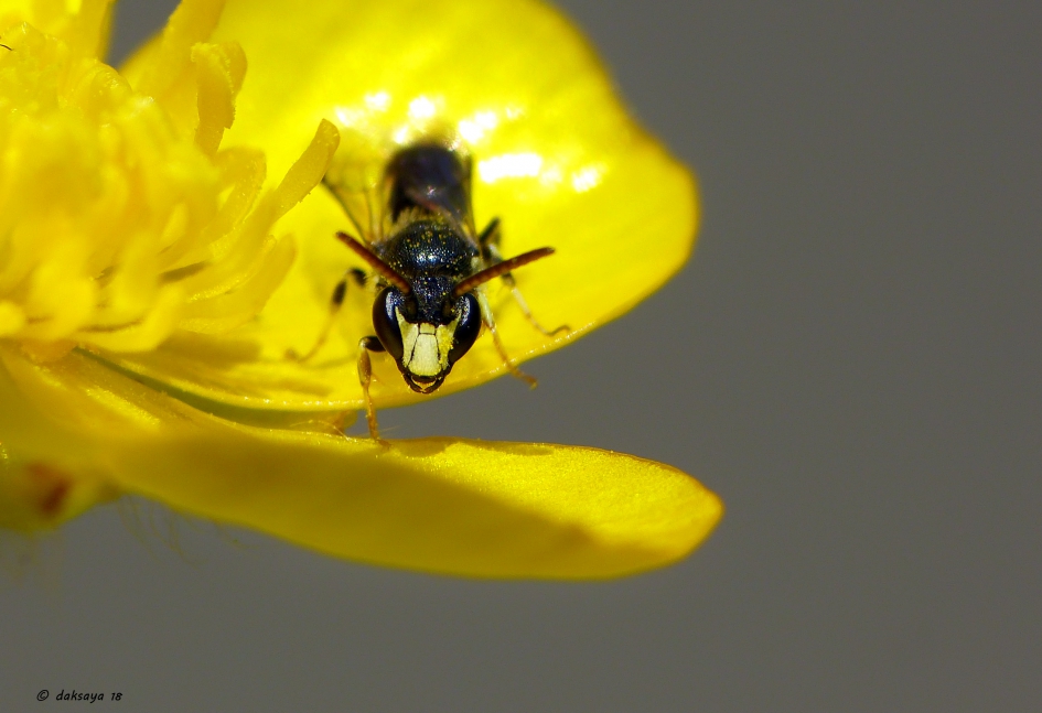Gewone Maskerbij - Geleedpotigen - 