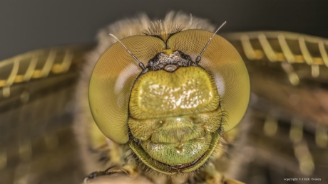 Gewone oeverlibel (Orthetrum cancellatum)