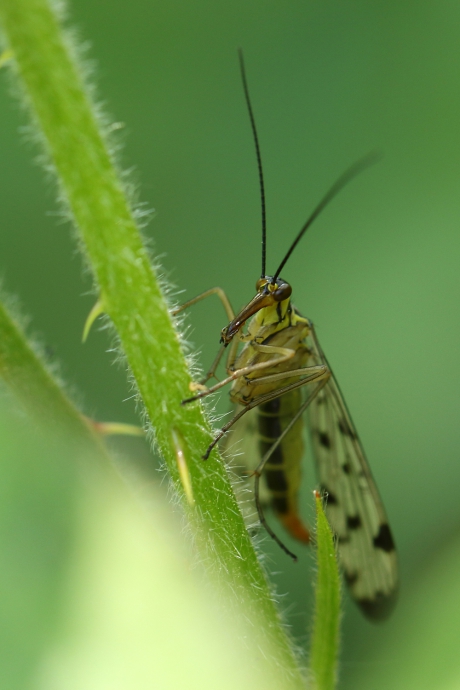 gewone schorpioenvlieg -v-