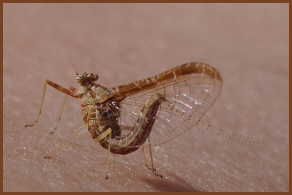 Gewone tweevleugel - Geleedpotigen - 