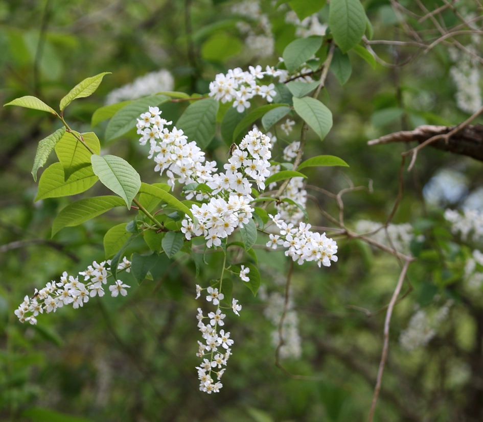 gewone vogelkers - Planten - 
