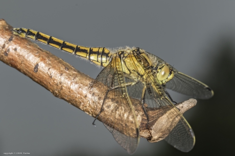 Gewone oeverlibel (vr.)