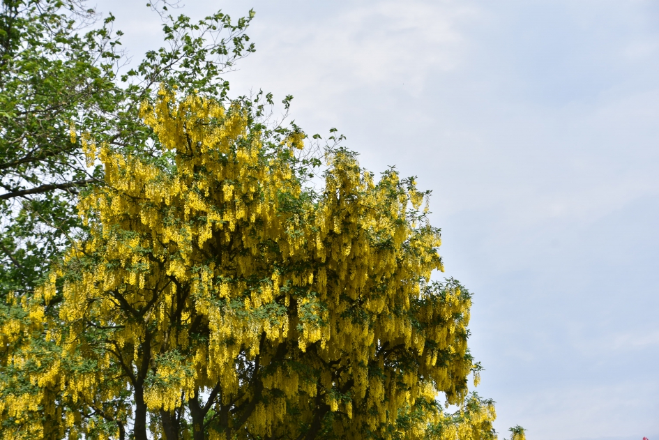 Gouden regen - Planten - 