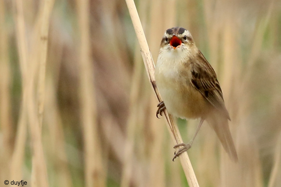Gouden keeltje - Vogels - Rietzanger