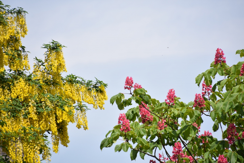 Gouden regen en kastanje - Planten - 