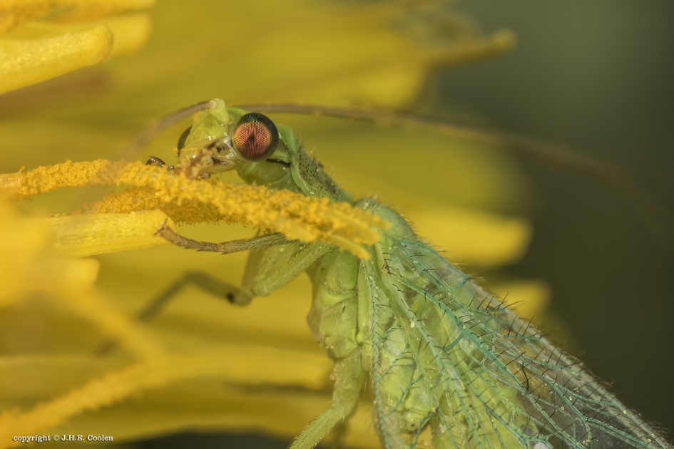 Goudoogje - Geleedpotigen - Goudoogje