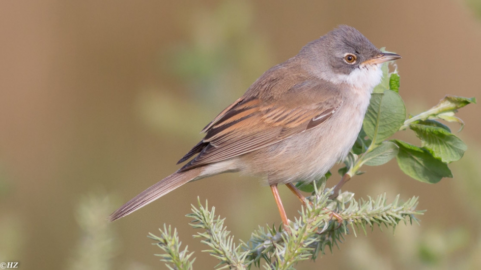 grasmus - Vogels - grasmus