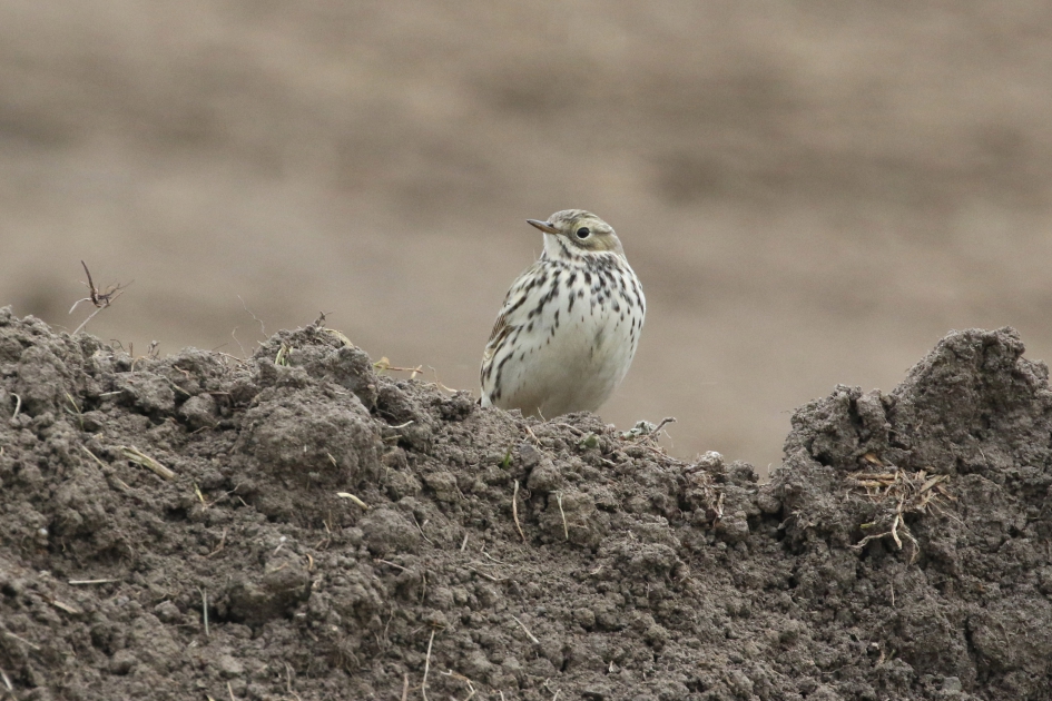 Graspieper - Vogels - 