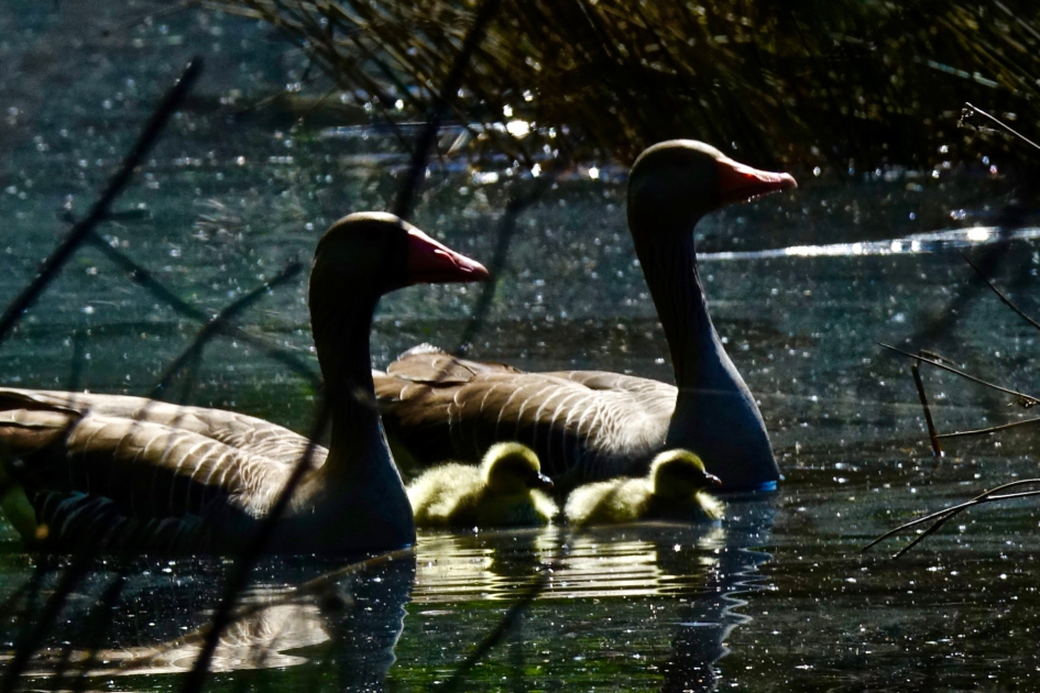 Grauwe Gans - Vogels - Grauwe Gans