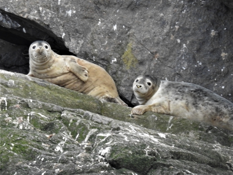 Grijze zeehonden op Bass Rock