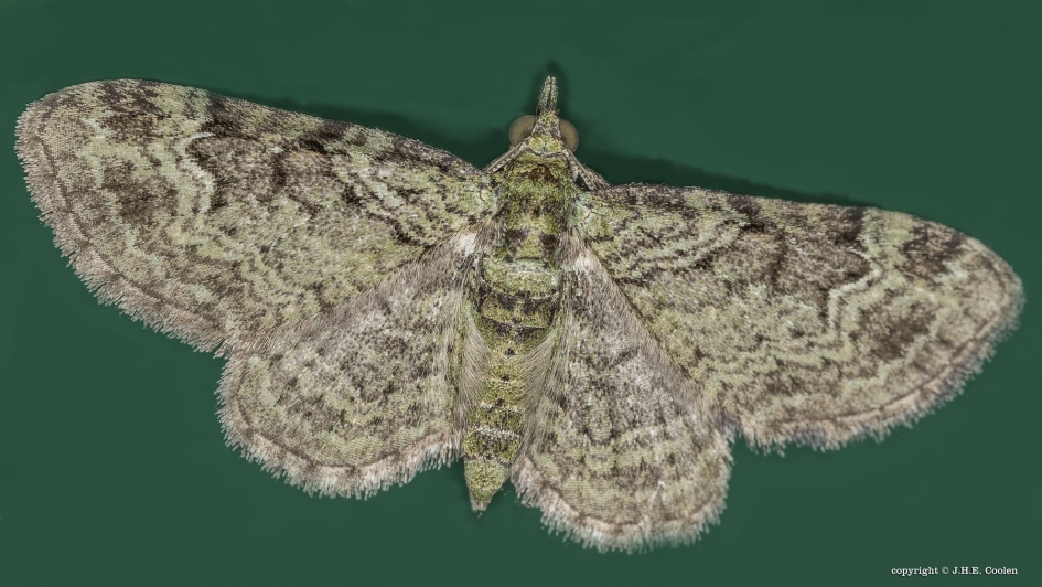 Groene dwergspanner - Geleedpotigen - Groene dwergspanner