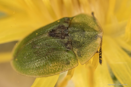 Groene schildpadkever 1