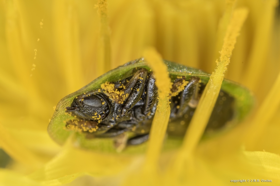 Groene schildpadkever 2 - Geleedpotigen - Groene schildpadkever
