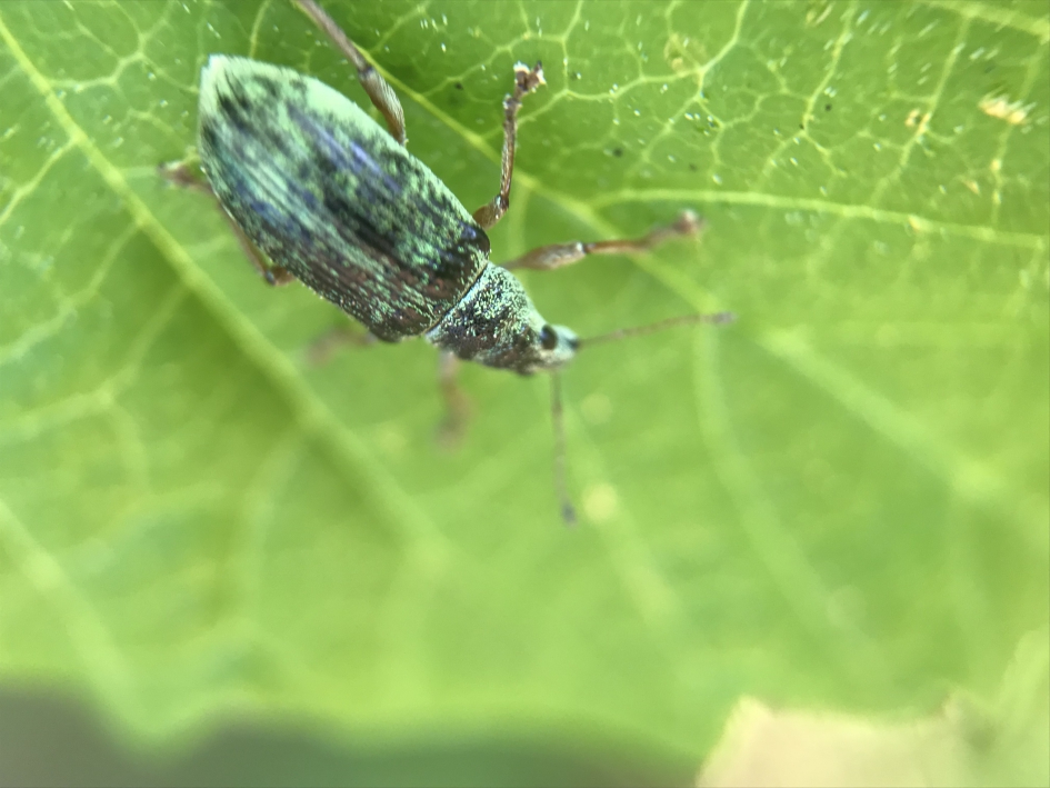 Groene snuitkever - Geleedpotigen - 
