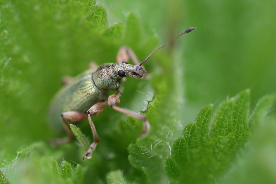 groene struiksnuitkever - Geleedpotigen - 