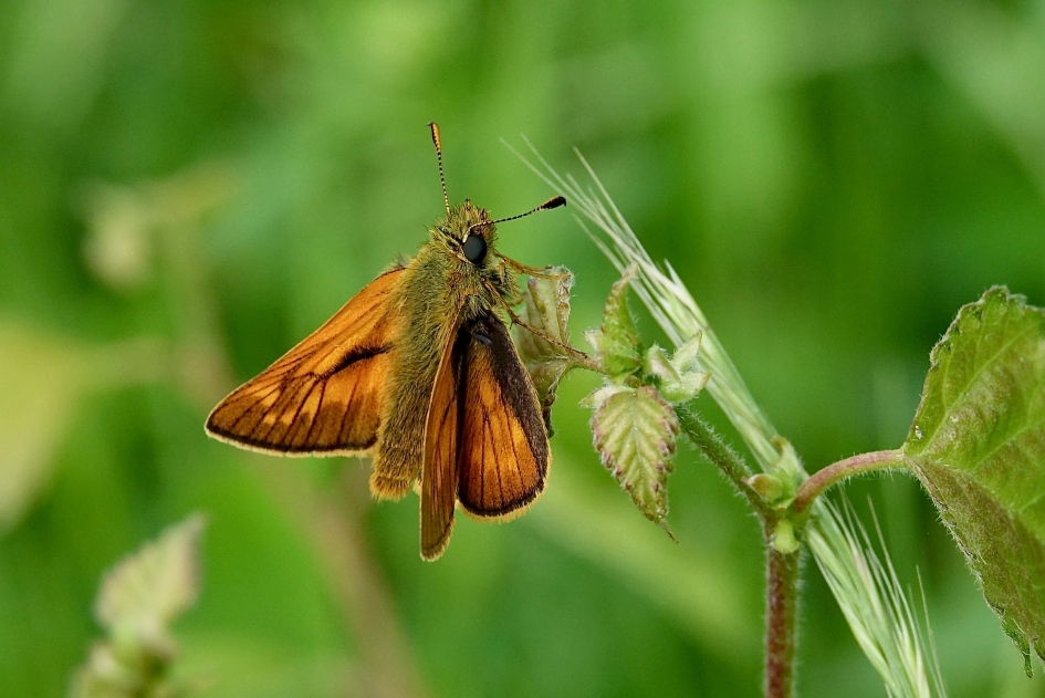 Groot dikkopje - Geleedpotigen - Groot dikkopje
