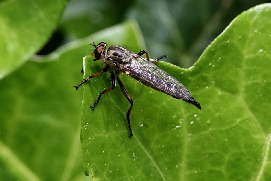Grote Roofvlieg - Geleedpotigen - Grote Roofvlieg