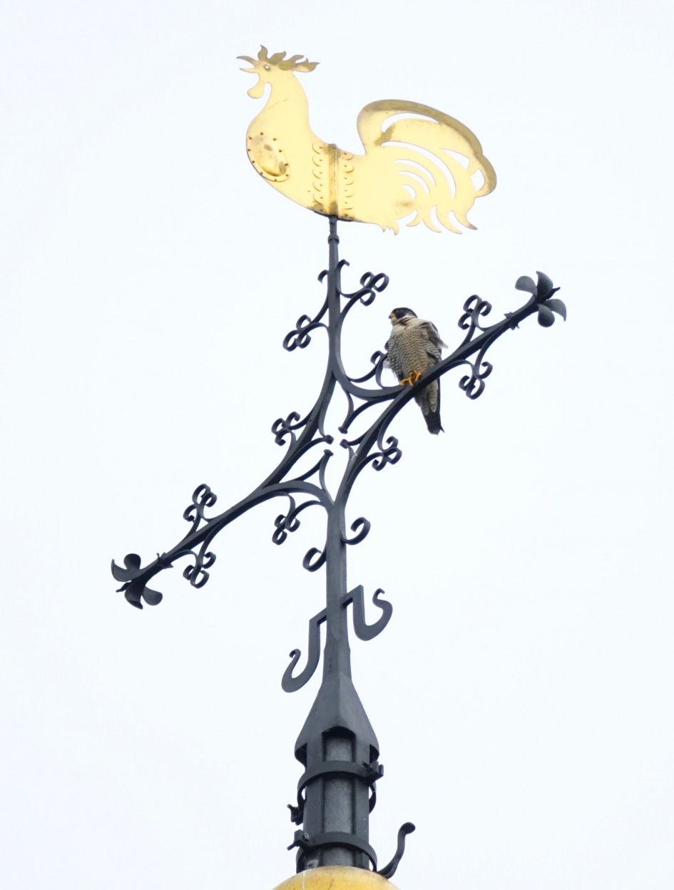 Haantje de hoogste - Vogels - Slechtvalk