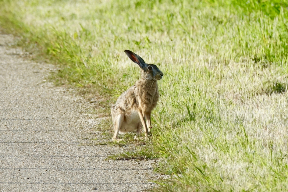 Haas - Zoogdieren - Haas