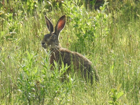 Haas in een kruidenrijk grasland