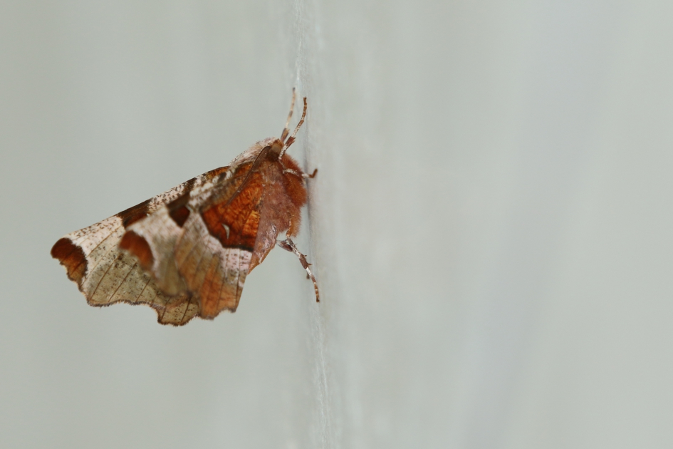 halvemaanvlinder - Geleedpotigen - 