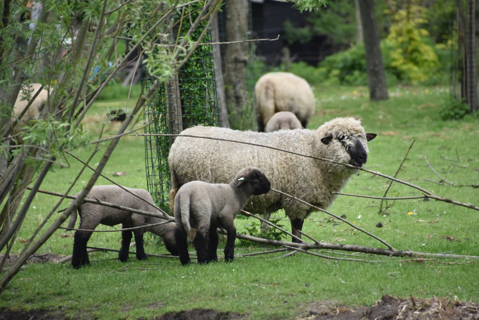 Hampshire Down schapen - Zoogdieren - 