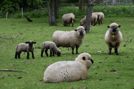 Hampshire down schapen