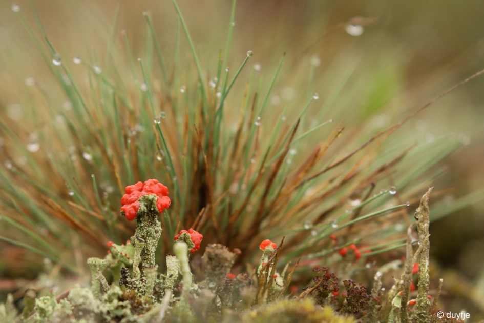 Heeft u een vuurtje? - Planten - Lucifermos
