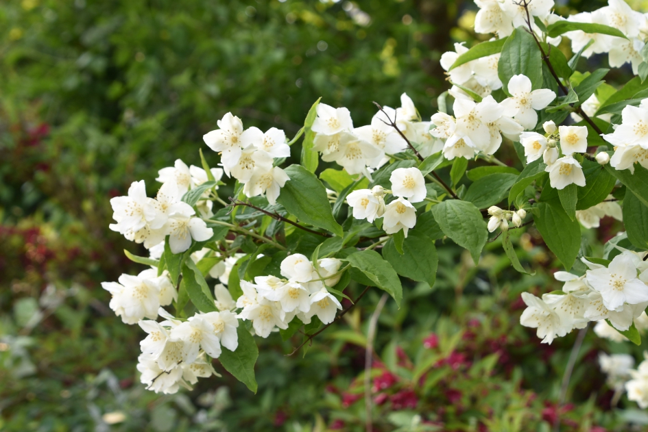 Heerlijk ruikende jasmijn - Planten - 