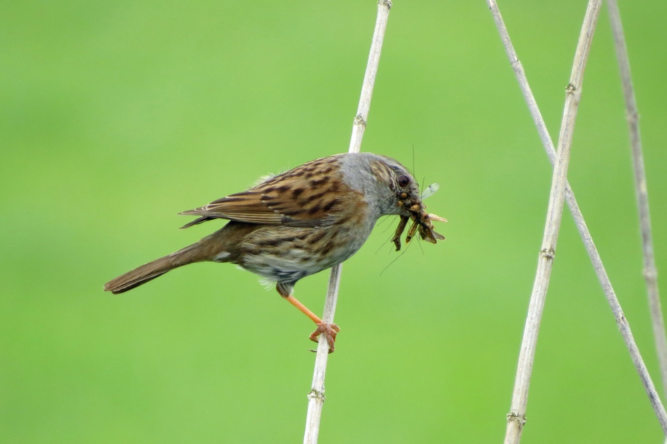Heggemus in 't riet - Vogels - 