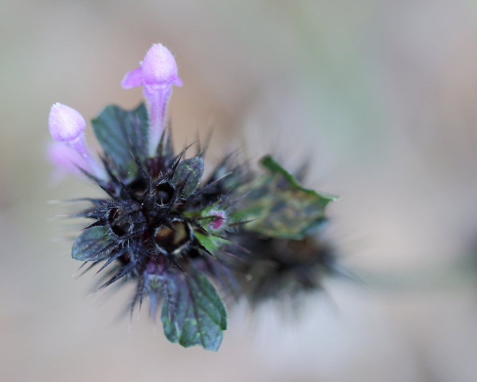 hennepnetel - Planten - 