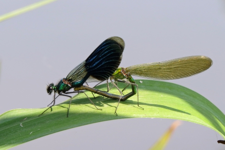 Het echtpaar Weidebeek