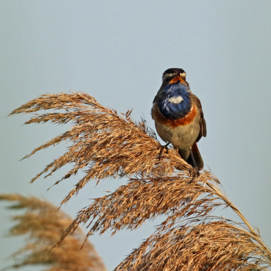 Het hoogste lied - Vogels - Blauwborstje