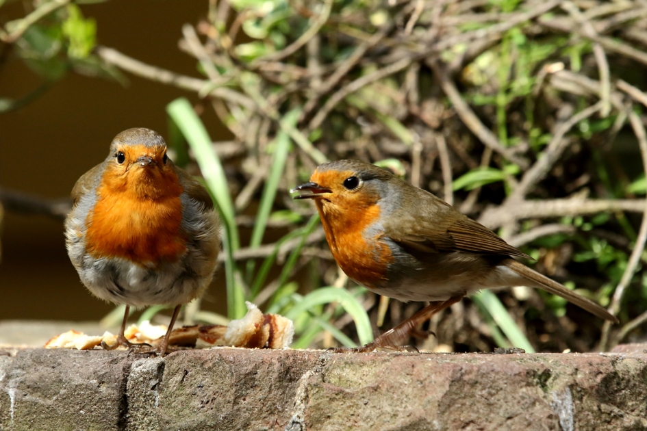 het is nog steeds aan - Vogels - 
