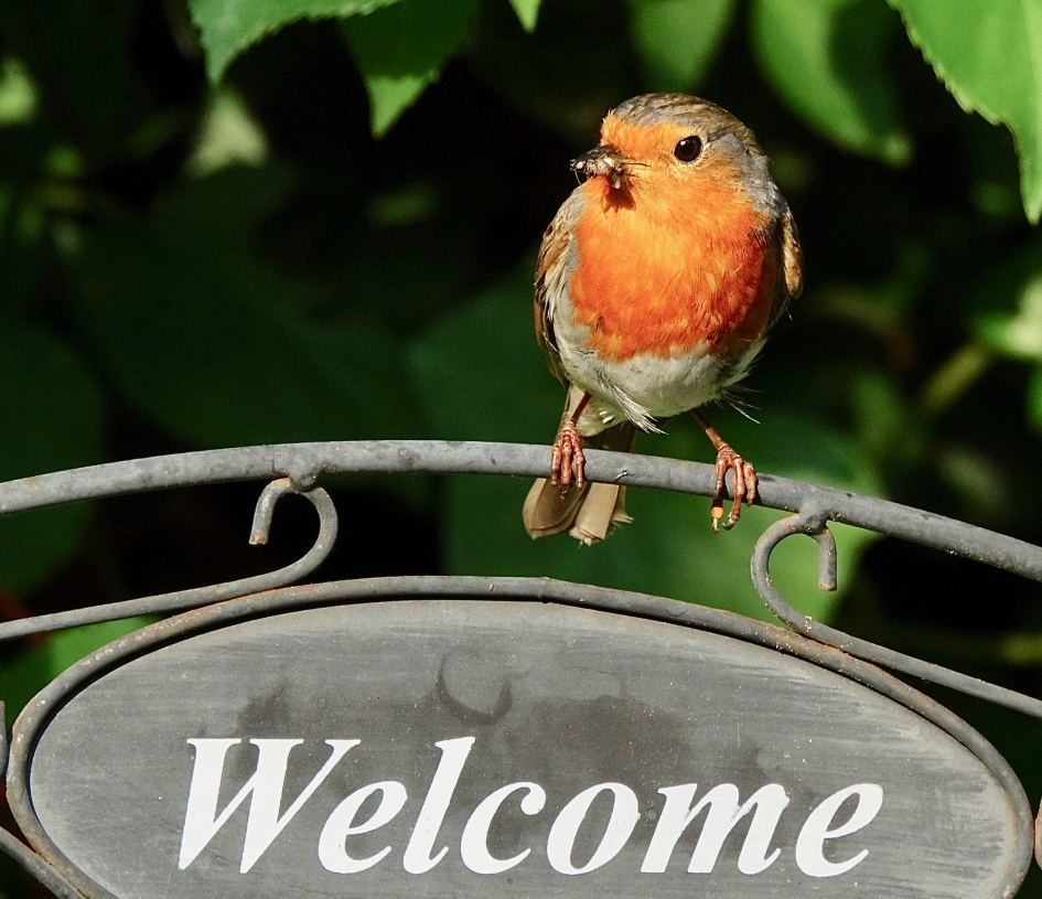 Het Pa en Ma gevoel - Vogels - Roodborst