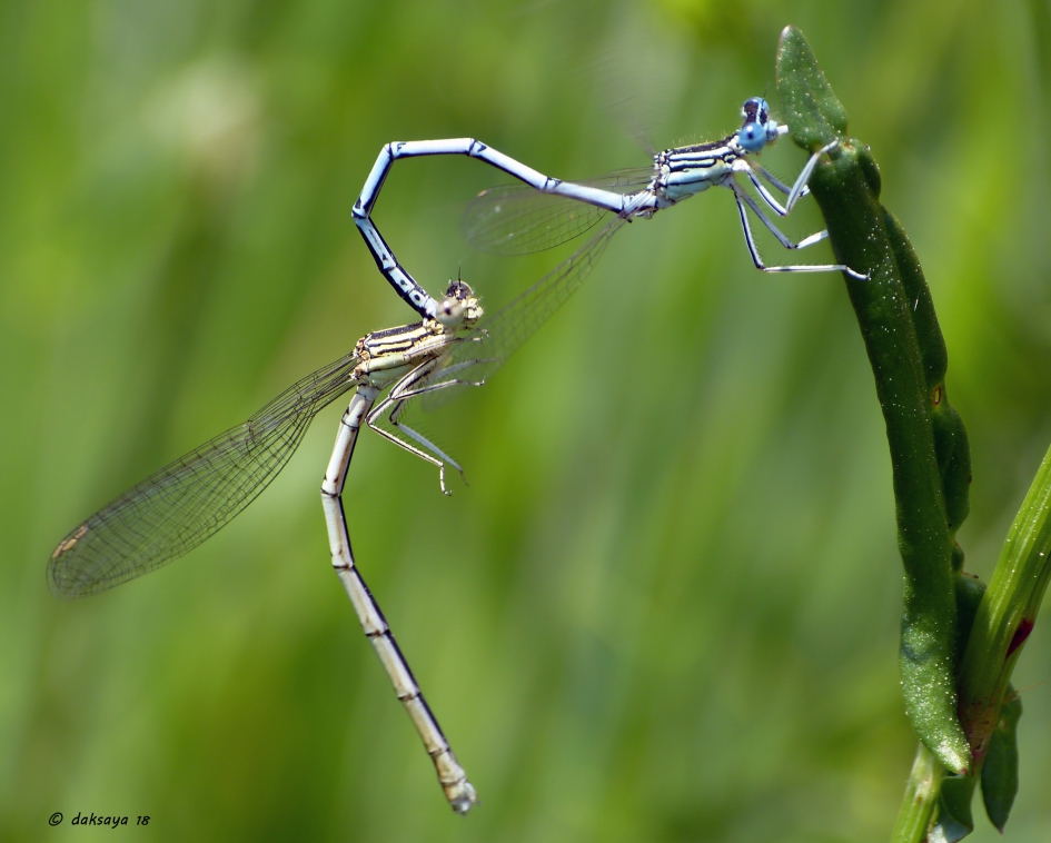 Hold me tight - Geleedpotigen - 