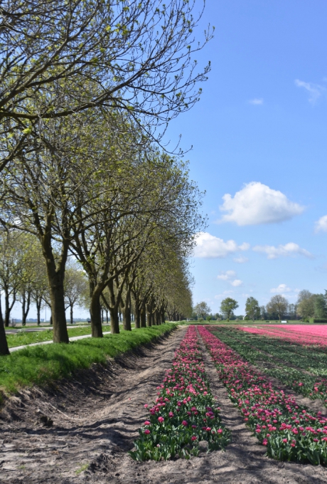 Hollandse tulpen en wolken