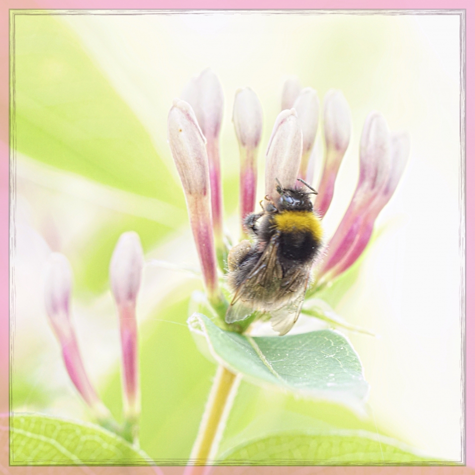 Hommel op kamperfoelie - Geleedpotigen - 