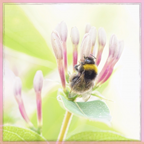 Hommel op kamperfoelie