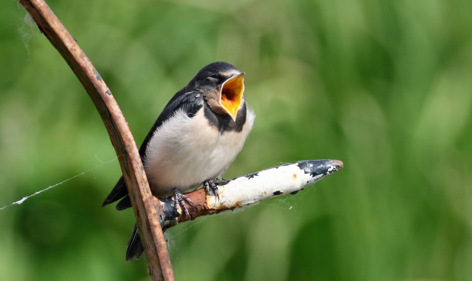 Honger !! - Vogels - 