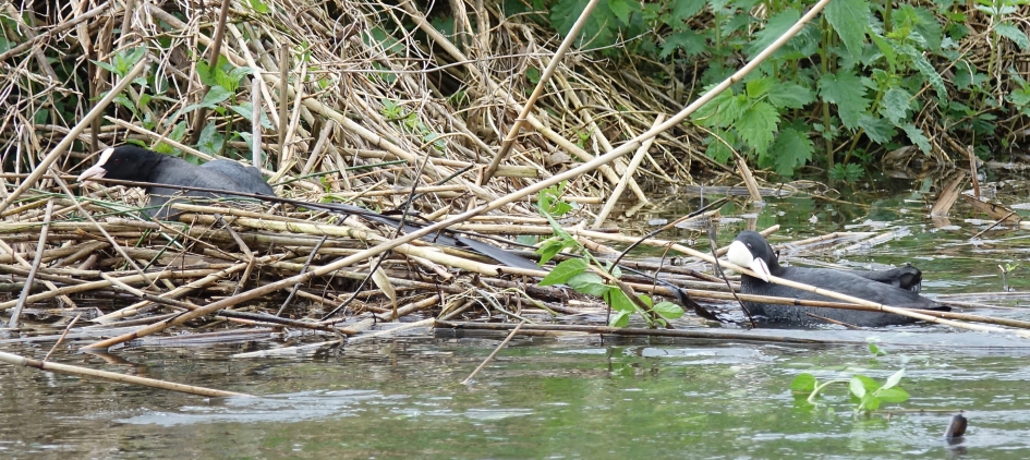 Hoogwater in de Dommel, nest dreigt weg te spoelen. - Vogels - Meerkoet