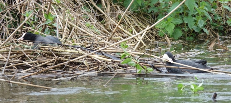 Hoogwater in de Dommel, nest dreigt weg te spoelen.