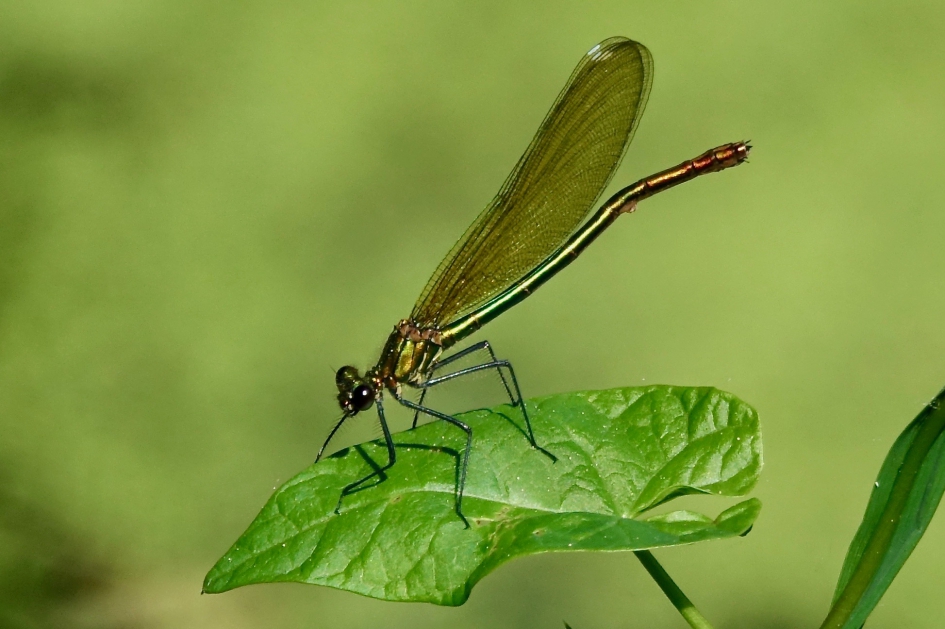 Weidebeekjuffer - Geleedpotigen - Weidebeekjuffer