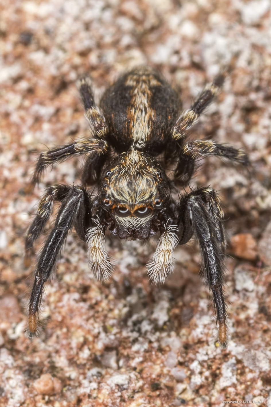 Huisspringspin (Pseudeuophrys lanigera) - Geleedpotigen - Huisspringspin
