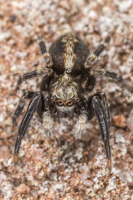 Huisspringspin (Pseudeuophrys lanigera)