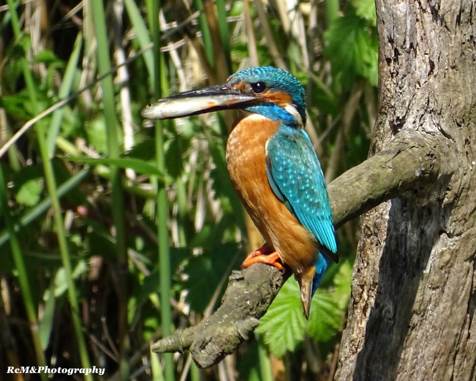 IJsvogel. - Vogels - IJsvogel.