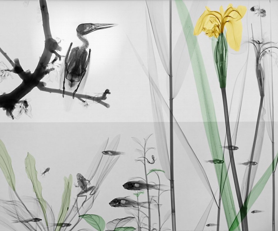 ijsvogel bij vijver - Vogels - 