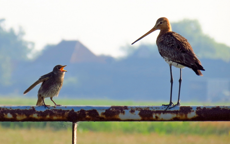 ik ben je moeder niet.. - Vogels - 