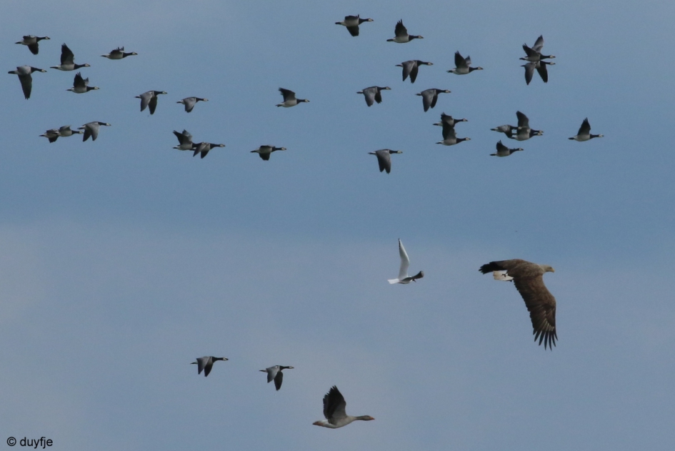 Ik ben niet bang - Vogels - Zeearend, Kokmeeuw, Grauwe Gans en Brandganzen