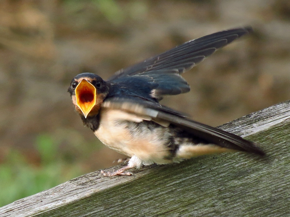 ik heb zo honger... - Vogels - jonge boerenzwaluw